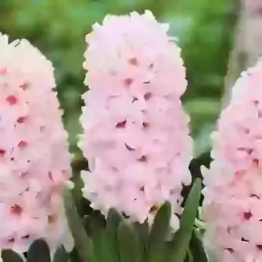 China Pink